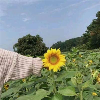 仙剑奇侠传回合无限版下载